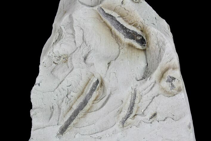 Ediacaran Aged Fossil Worms (Sabellidites) - Estonia #73523